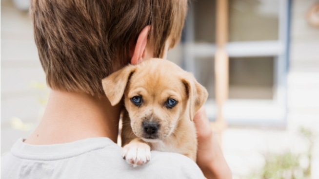 Care for Your Dog Online Training Course