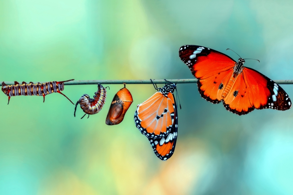 Transform Your Learning and Development