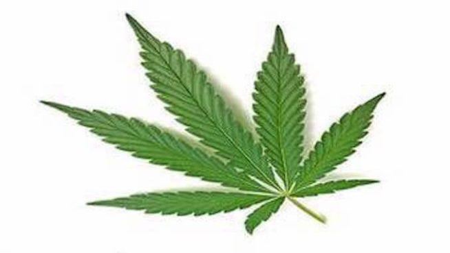 Impairment and Cannabis in the Workplace (CCOHS) Online Training Course